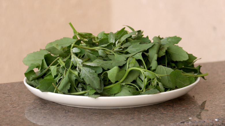 Green lambsquarters leaves on a white plate sitting on a countertop