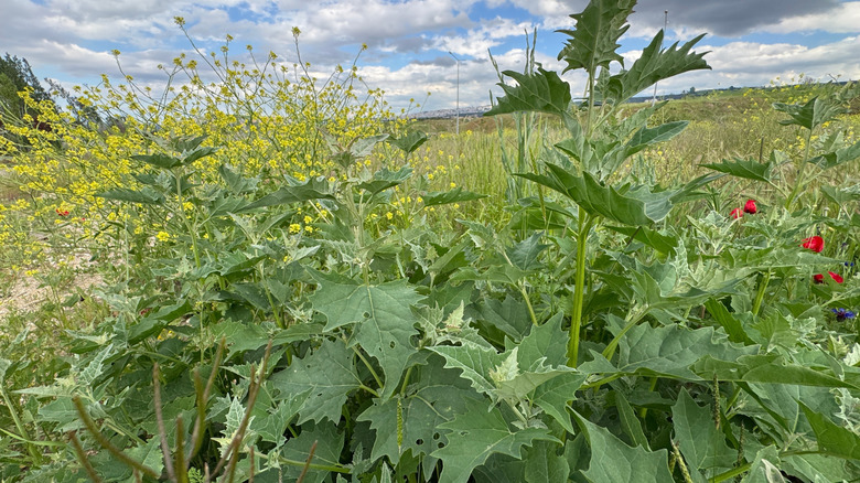 Lambsquarters growing in a field with black mustard and other wild plants