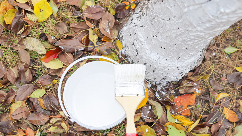 A bucket of white paint and paint brush sits at the base of a fruit tree.