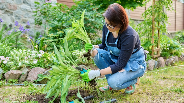 Woman holds hosta plants as she crouches in the garden.