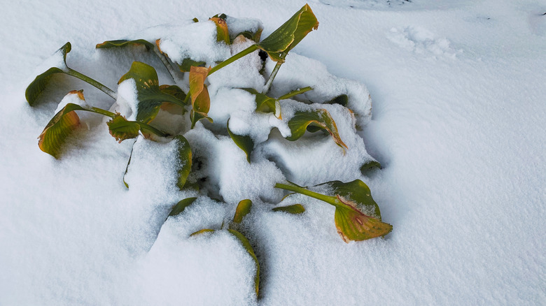A hosta is covered in snow.