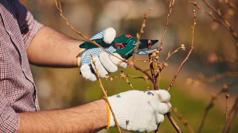 A gardener prunes a dormant blueberry bush.