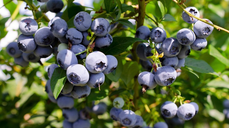 A blueberry bush is loaded with ripe berries.