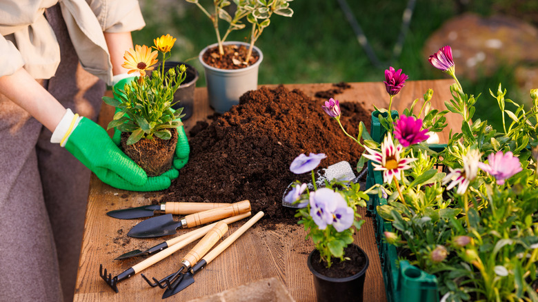 A gardener plants flowers.