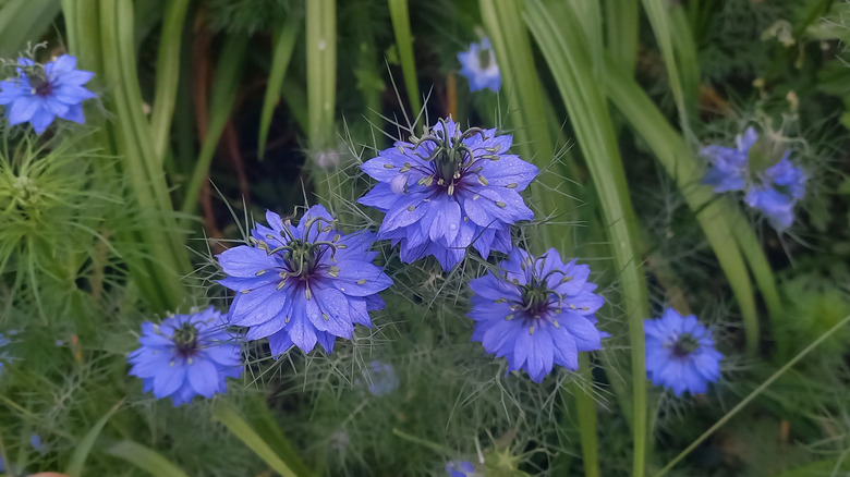 Several purple nigella flowers grow together.
