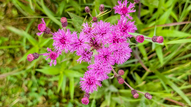 Pink ironweed flowers open over green leaves and grass.