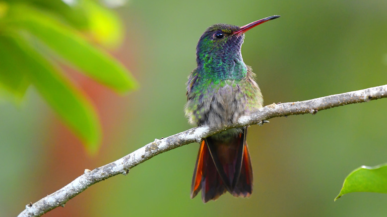 Hummingbird sits on a branch.