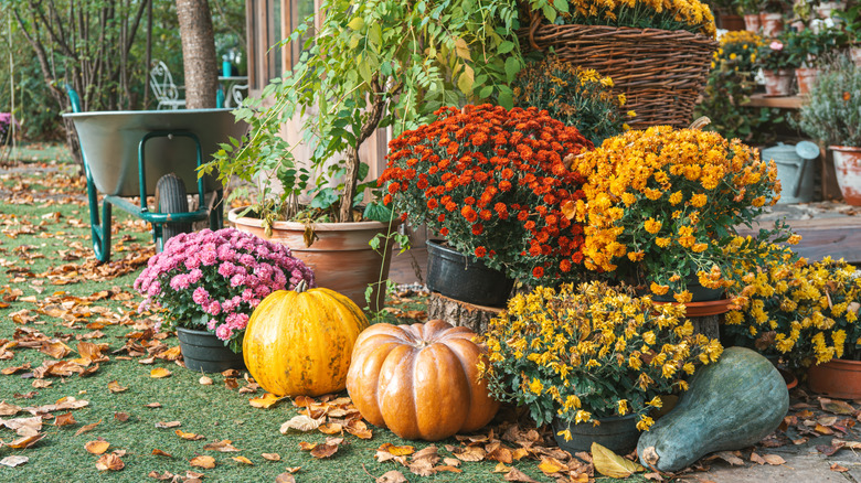 Mums and pumpkins sit near stoop.