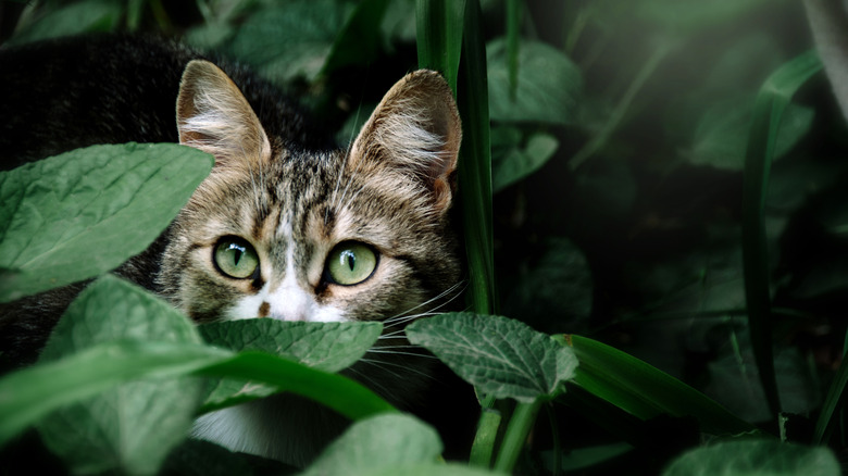 A cat hides in ground cover in a garden.
