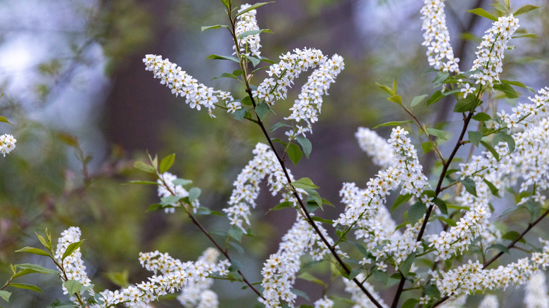 A black cherry tree blooms with white flowers.