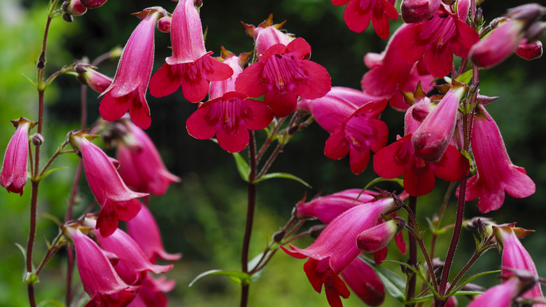 Reddish pink tubular beardtongue flowers grow in a group of flower spikes.
