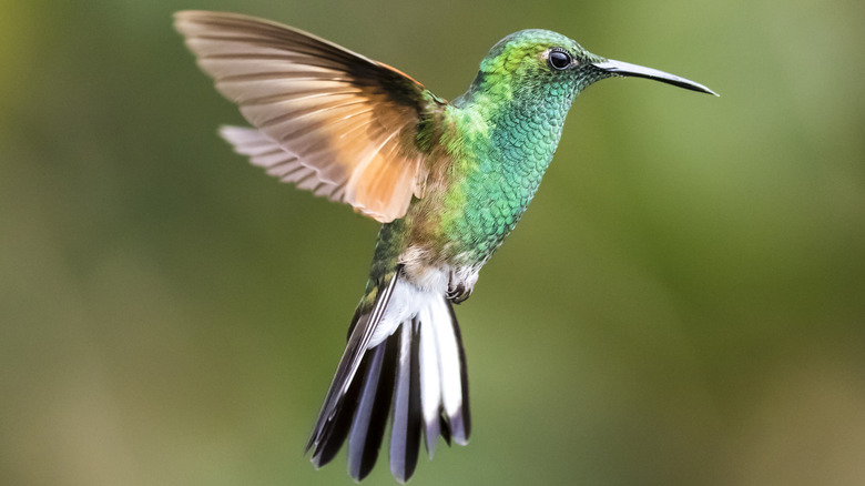 A turquoise-throated male hummingbird flaps his wings.