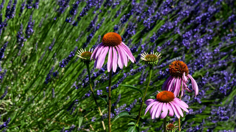 Lavender and coneflowers grow together in a garden.