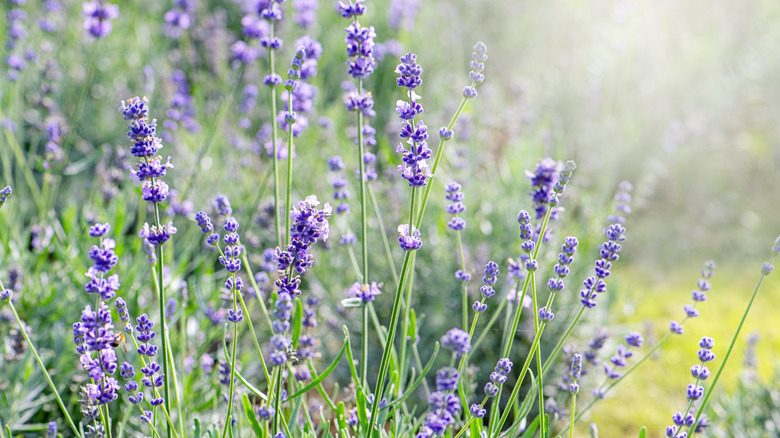 Lavender blossoms up close in a garden.