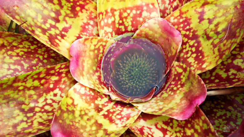 Water pools at the center of a bromeliad plant.