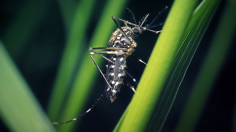 An Asian Bush Mosquito rests on a stalk of grass.