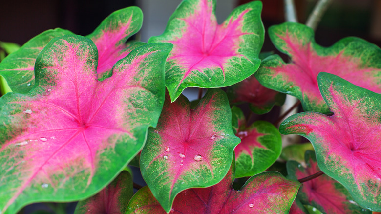 Water beads on the several red-tinged leaves of the Caladium plant.