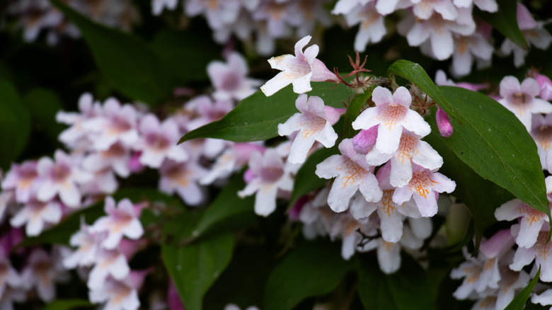 A close-up flowering branch of a beauty bush plant