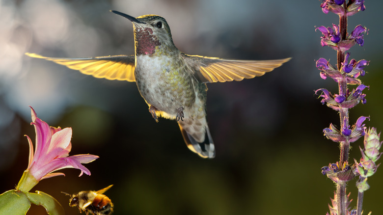 Hummingbird in flight near flowers with a bumblebee approaching