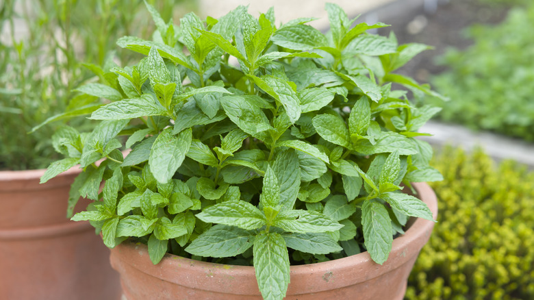 A lush mint plant thrives in a terracotta pot.
