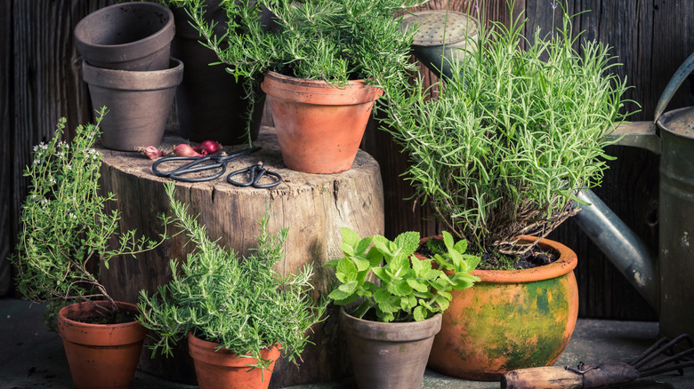 A range of culinary herbs grow in rustic pots.