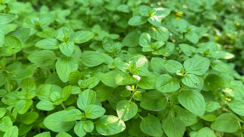 Healthy green oregano stems growing clumped together.