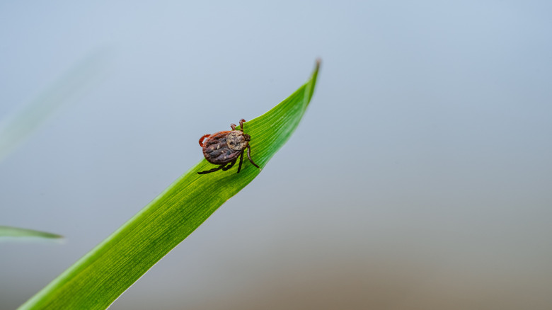 Tick crawls on a blade of grass.