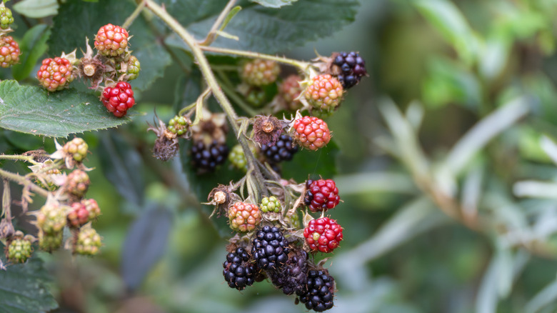 Blackberries ripen on the plant.