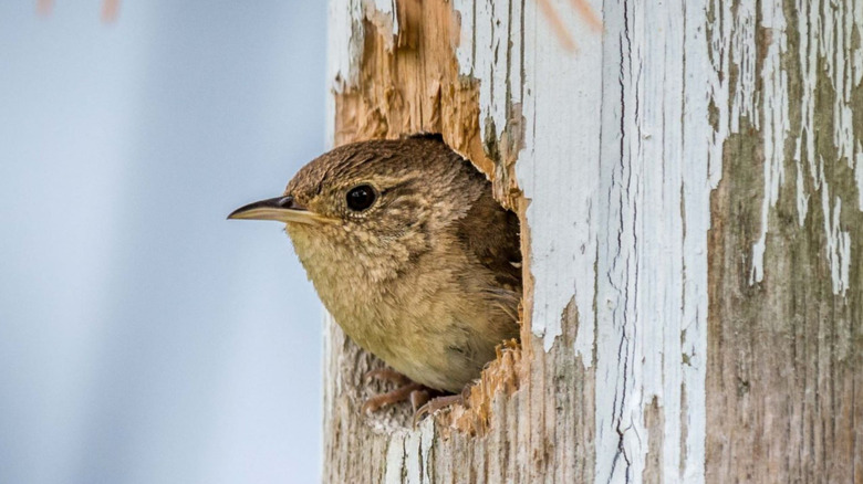 A brown house wren peeking out of a weathered wooden birdhouse