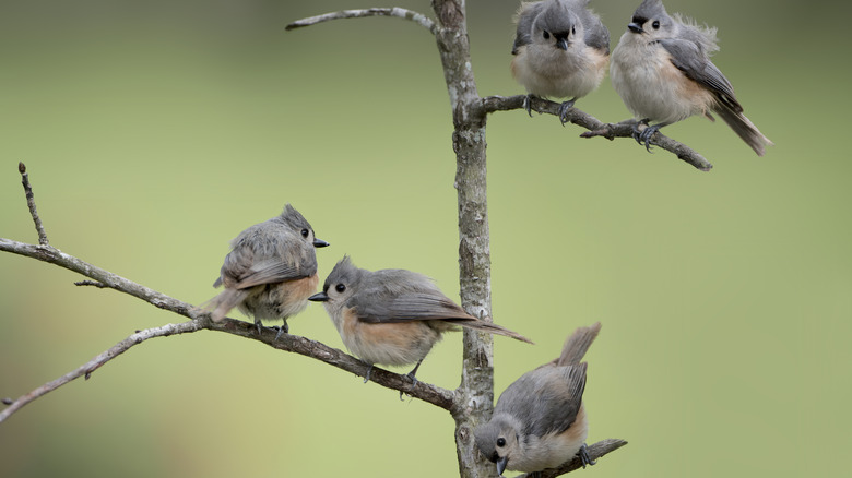 Five gray and brown tufted titmice perching on a bare branch