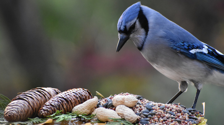 A blue jay looks at some peanuts and bird seeds resting near pine cones