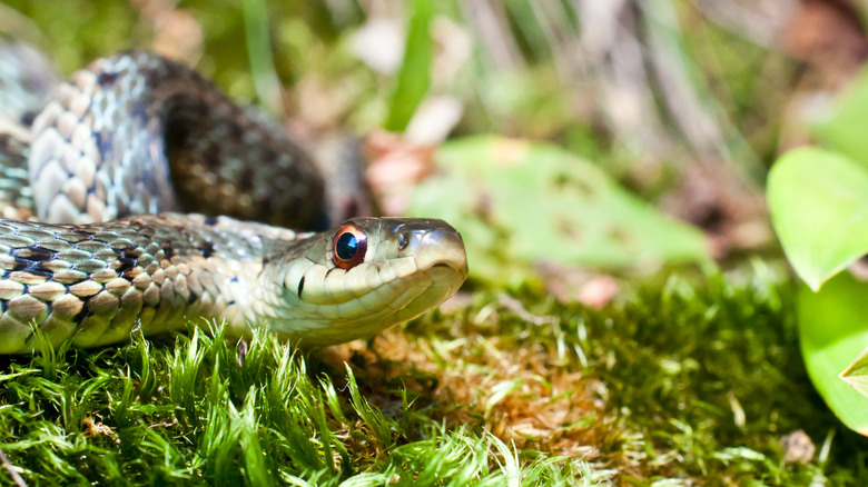 Zoomed in view of a garder snake.