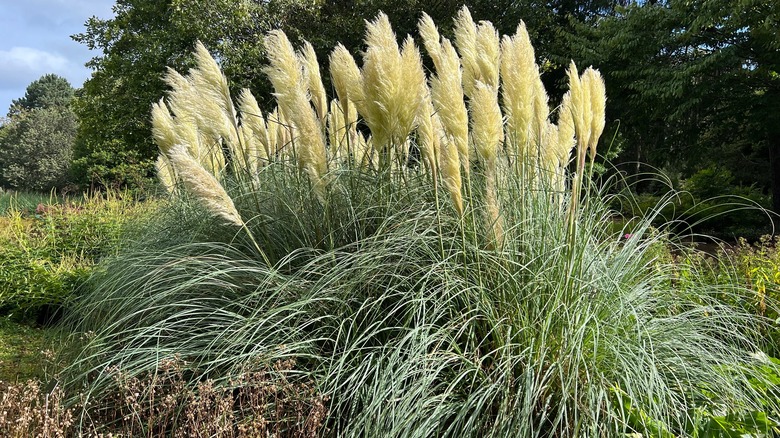 Pampas grass grows tall white plumes.