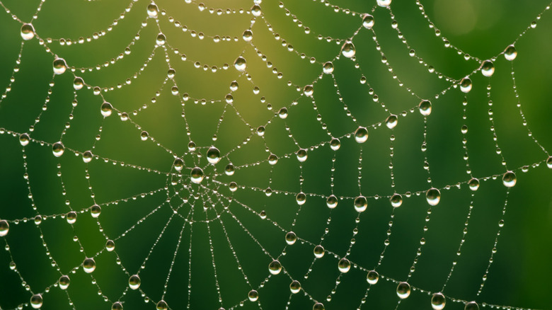 A spider web glistens with drops of dew.