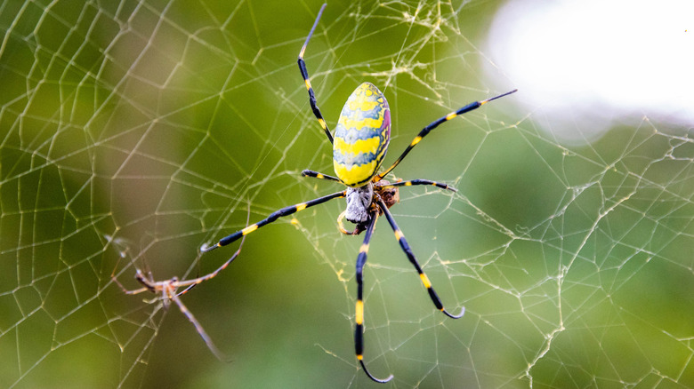 A female Joro spider sit in her web.