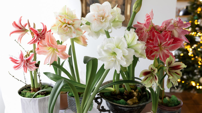 Amaryllis flowers bloom in pots on a window sill.
