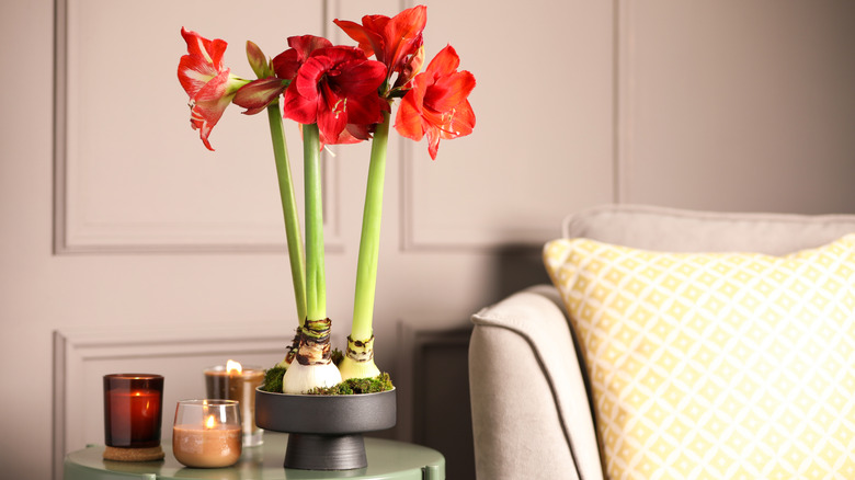 Red amaryllis flowers sit on a side table near a couch.
