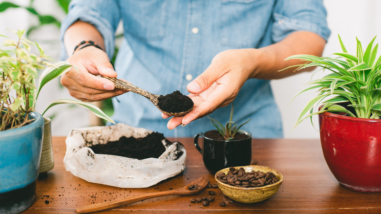 Gardener using recycling coffee grounds as fertilizer.