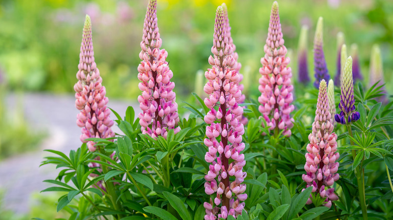 Spikes of pink lupines bloom in a garden.