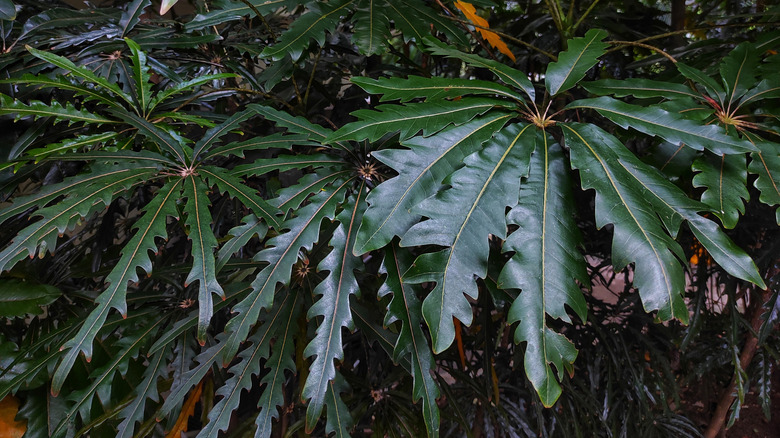 False aralias grow together.