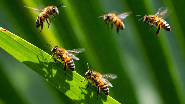Five bees are sitting on or hovering over a narrow green leaf.