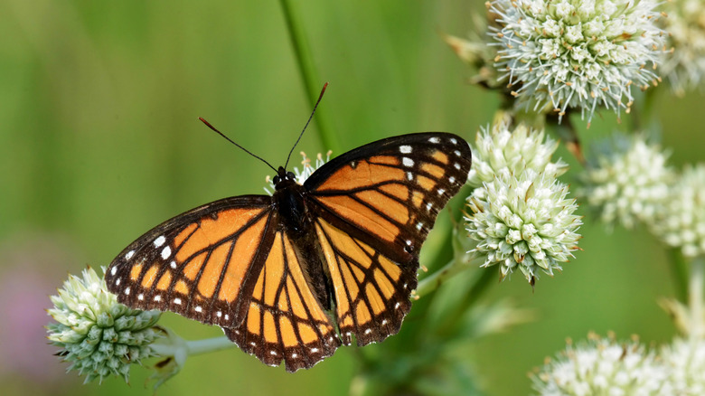 An orange and black butterfly is visiting a plant with small globe-shaped clusters of tiny white flowers.