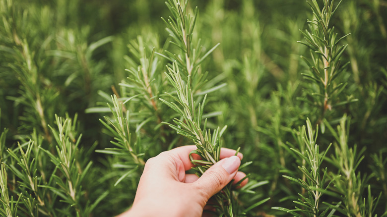 A person harvesting rosemary from a lush, green shrub
