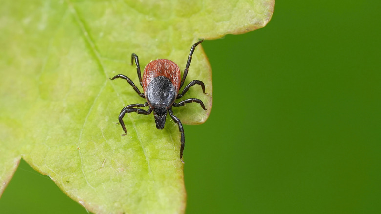 A single tick perched on the tip of a green leaf