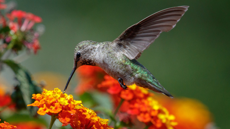 A green Anna's hummingbird visiting a red and yellow lantana flower