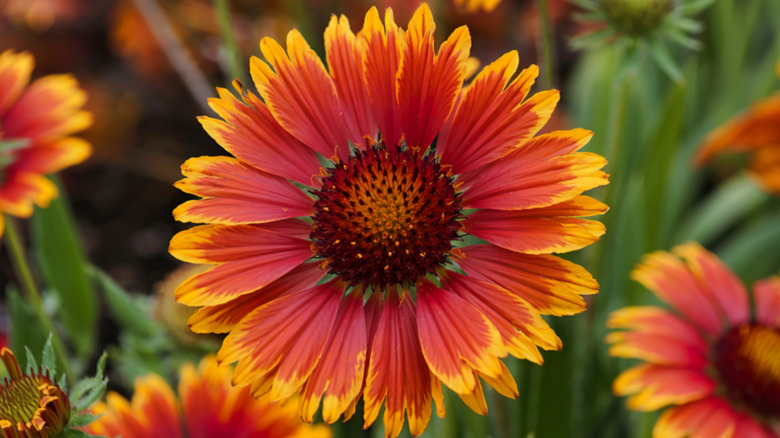 Closeup of an orange and yellow blooming blanket flower