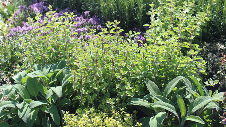 Thyme, sage, rosemary, and oregano grow together in a garden.