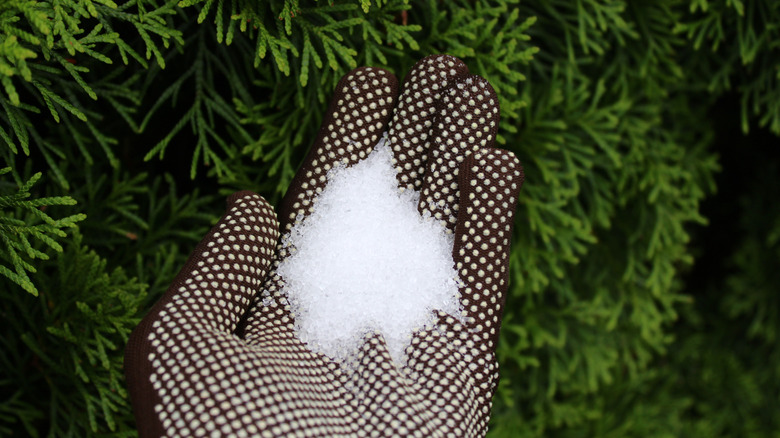 A person holding Epsom salt in a glove