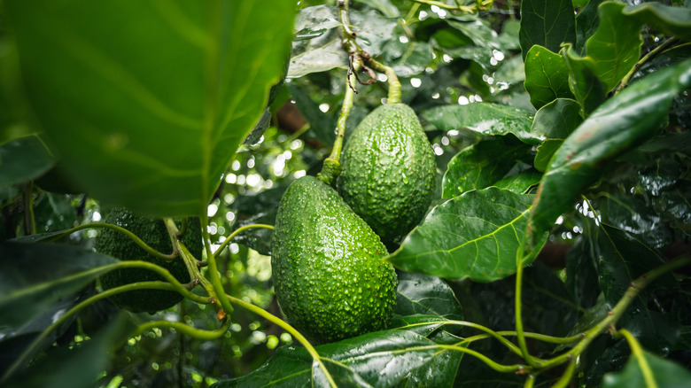 A close-up of avocados growing on a tree