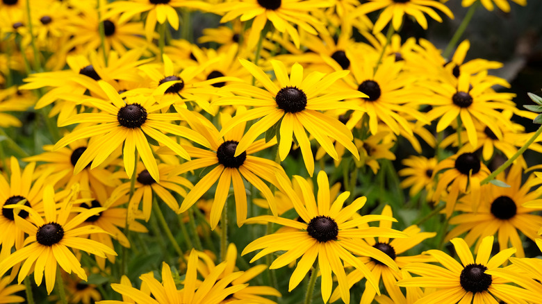 Black eyed Susans thrive in a garden.
